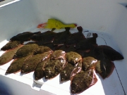 2008 Members Catches