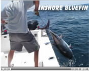 Inshore Bluefin 2.PNG