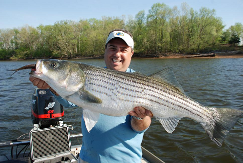 Delaware River Striper