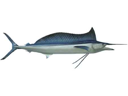 spearfish.jpg