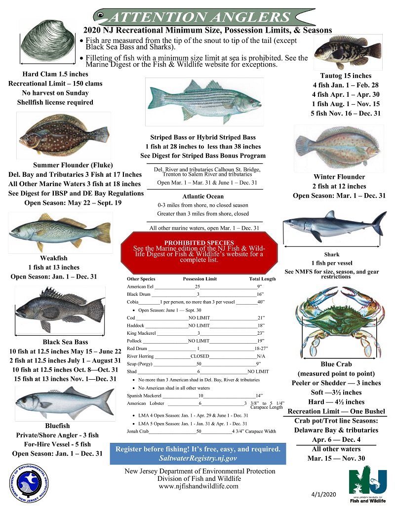 NJ Saltwater Regulations NJ Saltwater Fisherman