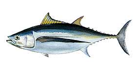 albacore.jpg