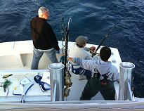 Hudson Canton Big Eye Tuna