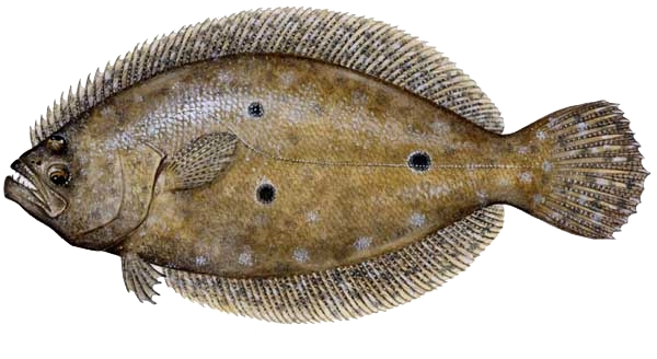 flounder