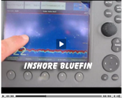 inshore_bluefin3.png