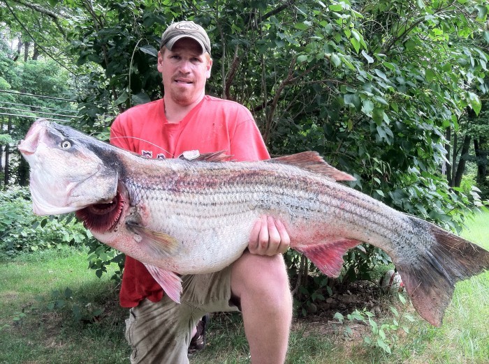 World Record Striped Bass