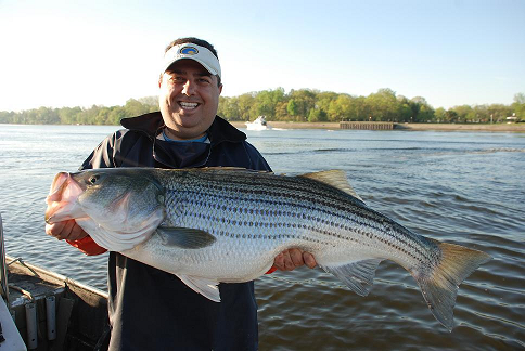 Delaware River Stripers